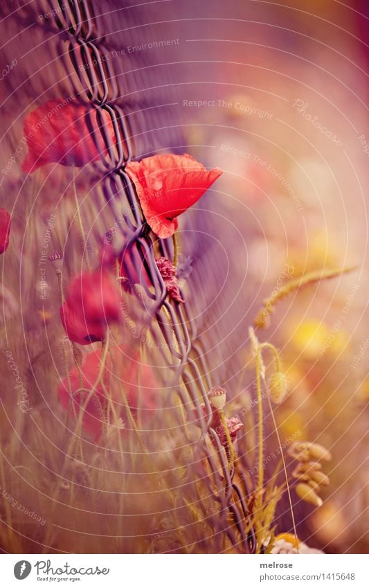 mohnsüchtig elegant Stil Design Natur Sommer Schönes Wetter Pflanze Blume Gras Blüte Wildpflanze Klatschmohn Mohnblüte Blütenstauden Gräserblüte Feld