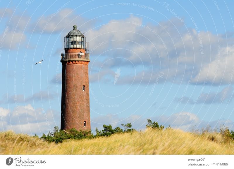 Leuchtturm Darßer Ort Küste Ostsee Düne Bauwerk Architektur Sehenswürdigkeit groß hoch blau braun mehrfarbig gelb grau grün Leuchtfeuer Seezeichen