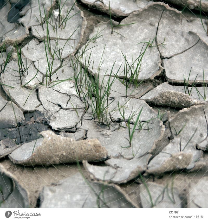 durchbruch Durchbruch brechen aufbrechen Beginn Natur widersetzen keimen Wiese trocken Reanimation Halm stechen Durchstarter labil verdorrt vertrocknet Dürre