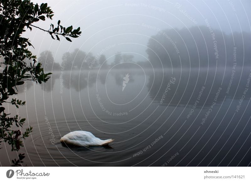 Schwanensee kopflos tauchen Moor Nebel Morgen ruhig Trauer Baum Wasser trist Reflexion & Spiegelung Natur Landschaft Landschaftsformen See grau weiß Pflanze