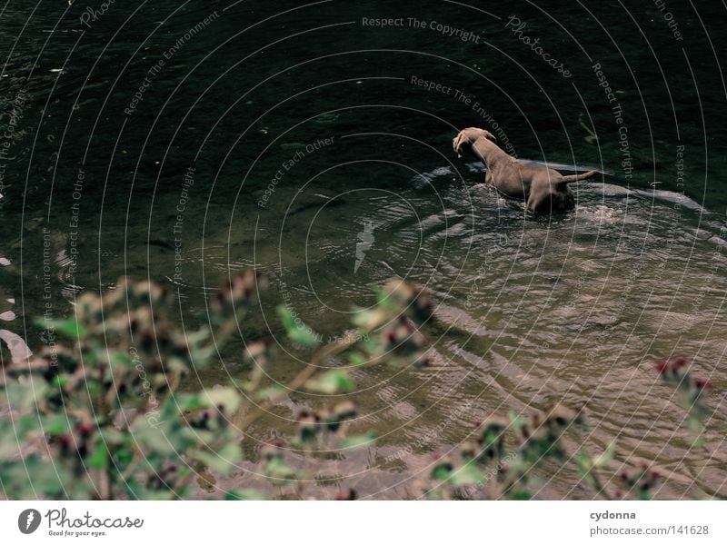 Abkühlung [Weimar08] Weimaraner Hund Tier tierisch nass Wasser Teich Fluss Wellen spritzen Kühlung kühlen Große Klette Pflanze grün Fell tief dunkel