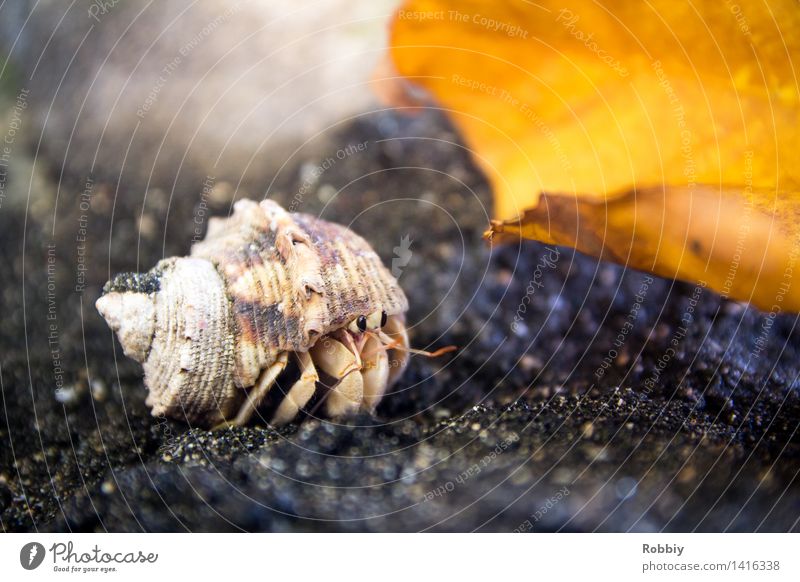 Auf'm Weg Tier Strand Meer Wildtier Krabbe Krebstier Einsiedlerkrebs Muschel Muschelschale 1 Bewegung krabbeln natürlich Erholung Ferien & Urlaub & Reisen