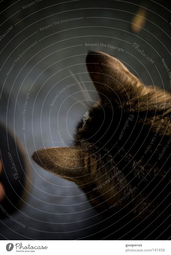 einsatzhinterdielöffel Katze Löffel hören wahrnehmen Sinnesorgane Wetter Schnurren Sense Makroaufnahme Nahaufnahme Säugetier Tier Hauskatze Ohr