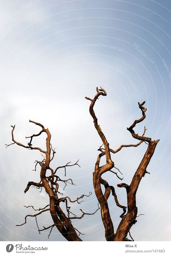 Karg Farbfoto Außenaufnahme Leben Umwelt Natur Himmel Wolken Baum trist blau braun Tod Ende Umweltverschmutzung Verfall unfruchtbar karg vergangen Geäst