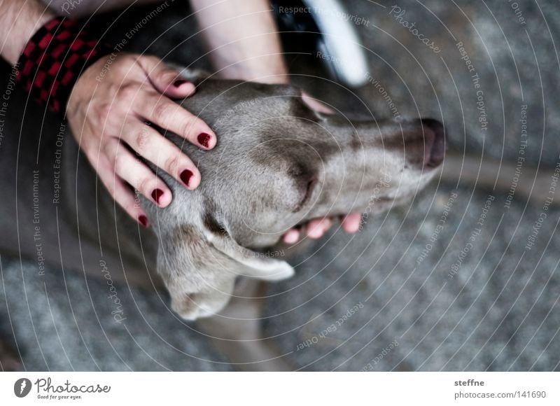 TIA CARRERE [Weimar 2008] Hund Bellen Tier Streicheln Kuscheln Tierliebe Hand Fingernagel Jagdhund Schnauze niedlich Säugetier Mensch Hundchen