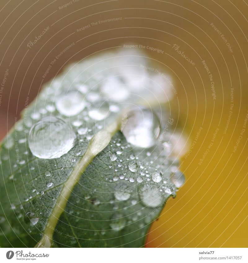 Tropfenperlen Natur Tier Wasser Wassertropfen Sommer Herbst schlechtes Wetter Regen Pflanze Blatt berühren glänzend ästhetisch frisch nass weich braun gold grün