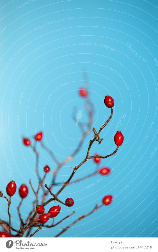 Hagebuttenintermezzo Wolkenloser Himmel Herbst Schönes Wetter Pflanze Wildpflanze Hundsrose leuchten ästhetisch authentisch Freundlichkeit glänzend positiv blau