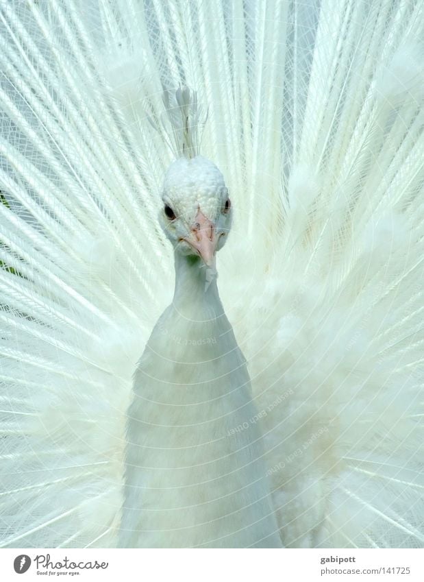 PfrauFau Gedeckte Farben Nahaufnahme Menschenleer Tierporträt Blick Blick nach vorn Reichtum elegant schön Kommunion Braut Federschmuck Vogel Flügel Pfau