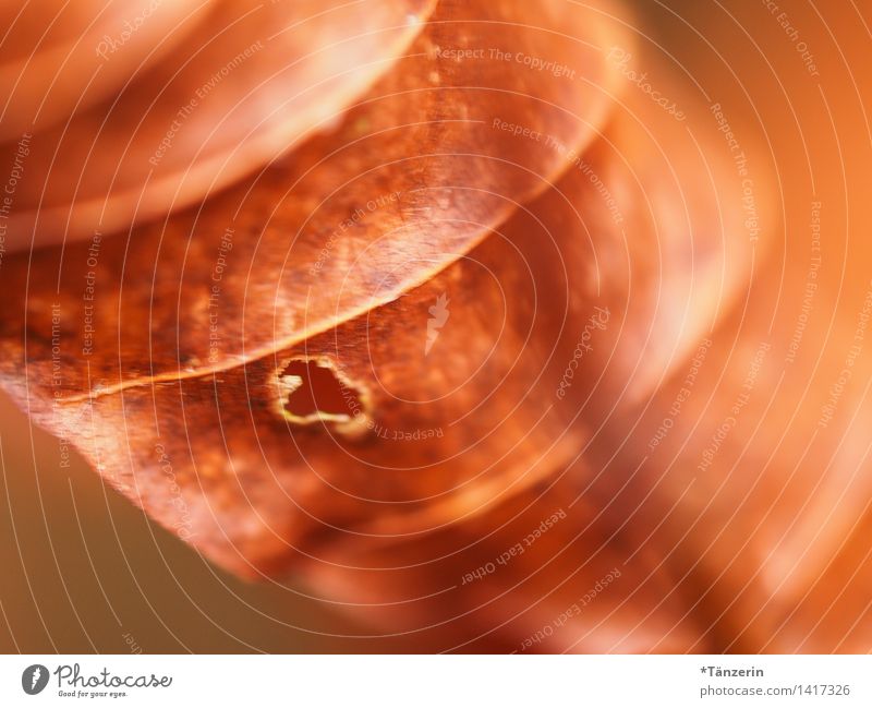 Blatt Natur Pflanze Herbst Garten Park Wald schön braun Vergänglichkeit Farbfoto Gedeckte Farben Außenaufnahme Makroaufnahme Menschenleer Schwache Tiefenschärfe