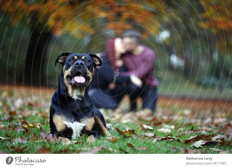 Oktobertag Paar 2 Mensch 18-30 Jahre Jugendliche Erwachsene Herbst Baum Park Wiese Tier Haustier Hund beobachten Erholung knien Küssen authentisch Glück Gefühle