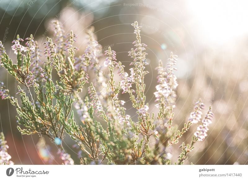 Sonniger statt schwarzer Freitag Natur Landschaft Pflanze Sonne Sonnenlicht Sommer Herbst Klima Wetter Schönes Wetter Sträucher Heidekrautgewächse Bergheide