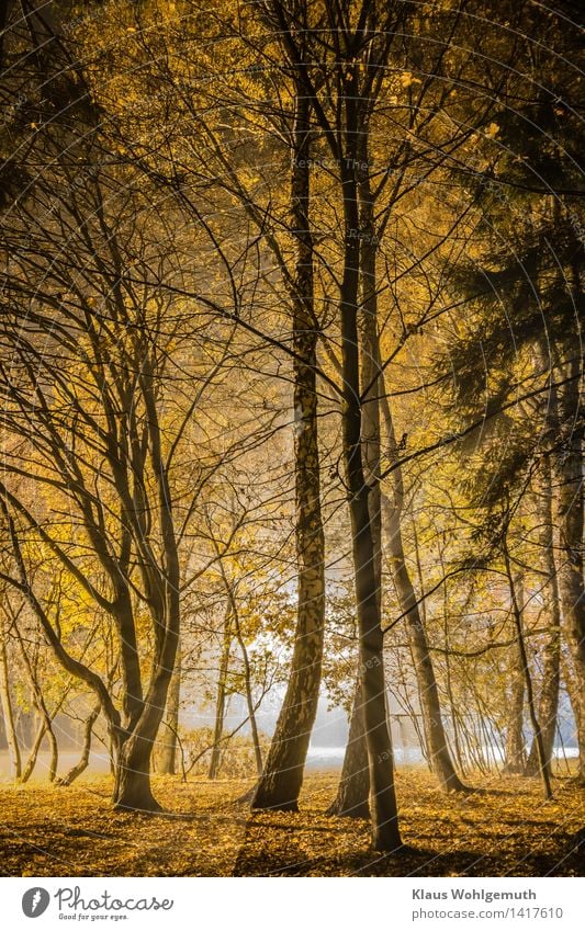 Kontraste Sportstätten Fußballplatz Natur Landschaft Herbst Baum Gras Blatt Birke Ahorn Sträucher Park Salow blau braun gelb gold schwarz weiß Farbfoto