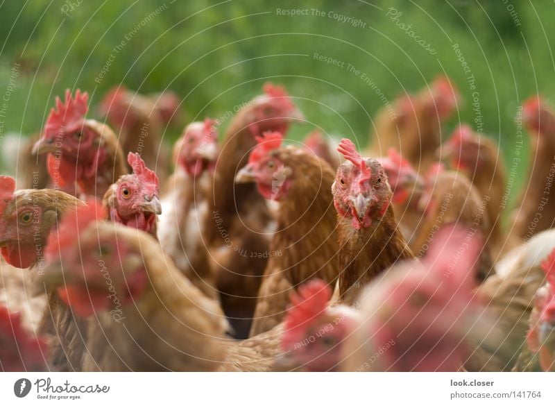 Hühnermob Haushuhn laut Feder weich leicht Gehege Schnabel Spitze Gier Futterneid Geier eng Außenaufnahme Vogel Freilandgehege Ei Demeter Mob große Menge