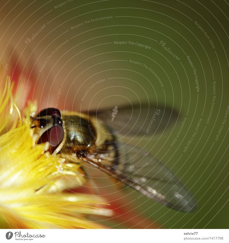 Feinkost Umwelt Natur Pflanze Tier Blume Blüte Eisblumen Garten Fliege Tiergesicht Flügel Facettenauge Schwebefliege 1 Schwimmen & Baden Blühend Duft Fressen