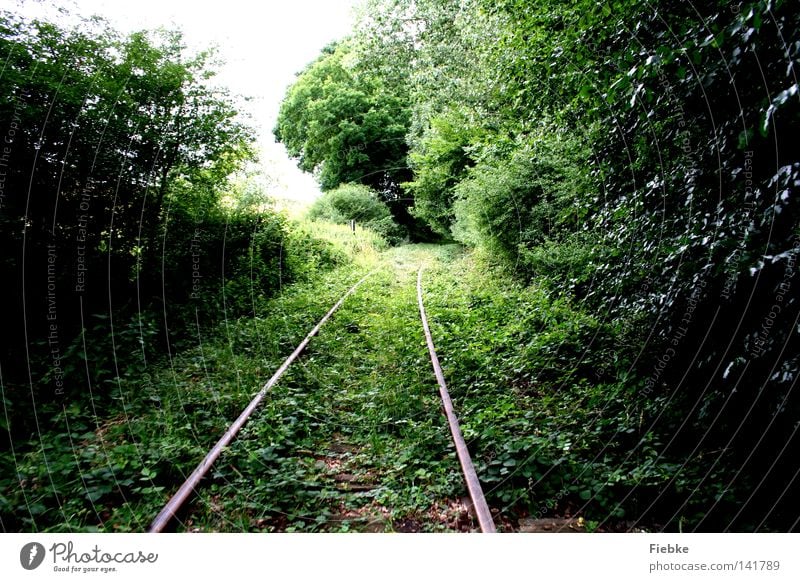 überwuchert Gleise Wald Wachstum verschwunden Natur Blatt grün Höhle parallel Linie Sträucher Gras Geäst Zweige u. Äste Baumstamm Holz verloren Wege & Pfade