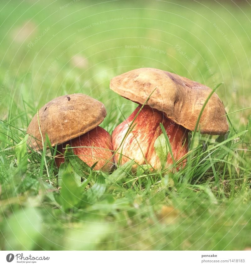 hokus pokus! Lebensmittel Natur Urelemente Herbst Wiese Zeichen authentisch Fröhlichkeit frisch nachhaltig schön Partnerschaft Idylle Pilz 2 Gras grün rot Hexe