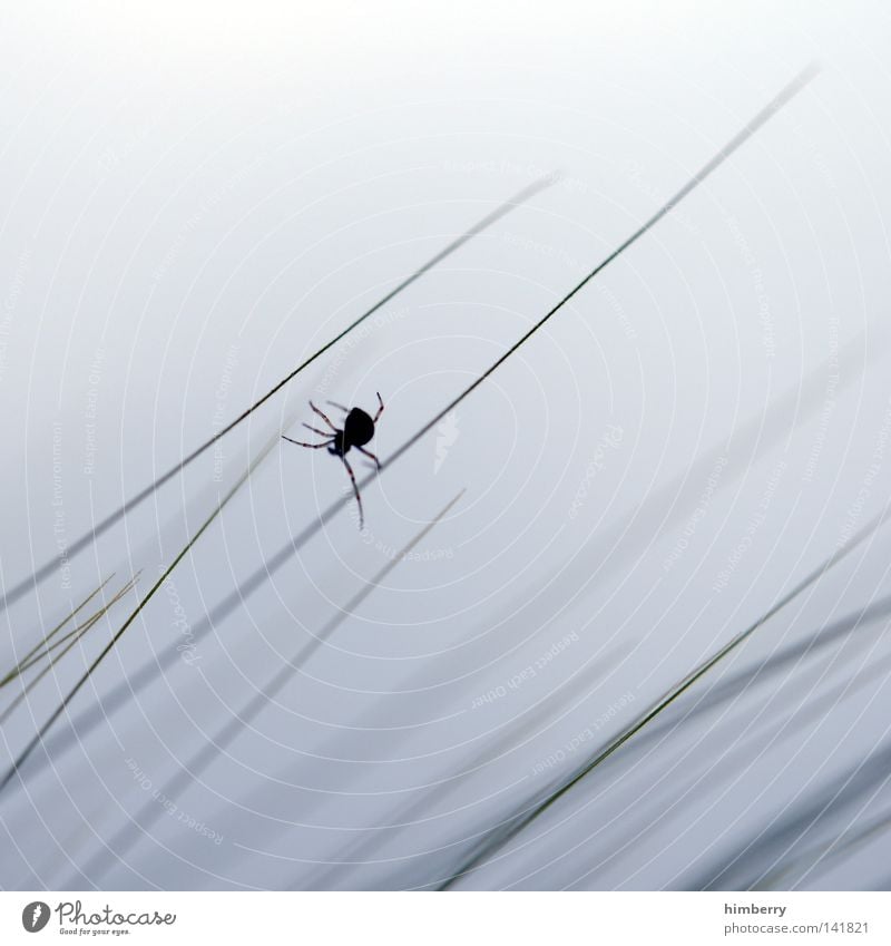 junior art direktor Spinne Tier Gras Halm Natur frei Freiheit weiß Feld Park Jäger Fallensteller Himmel Wolken gewebt Weben spinnen Seide Nähgarn Klettern