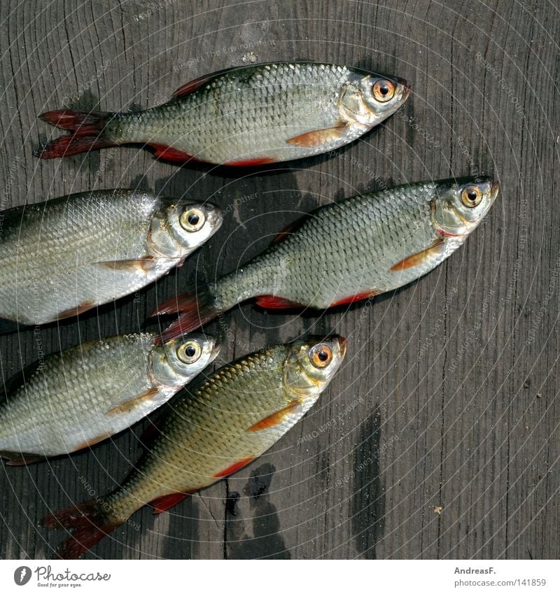 Brassen & co. Fischereiwirtschaft fischig Fischmarkt Köderfisch Rotauge Karpfen Kieme Steg Holz schleimig fischgeruch Tod Angelköder schuppig Fischauge