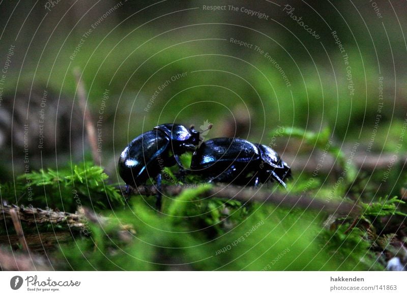 Waldmistkäfer in der Paarungszeit Natur Insekt Käfer krabbeln Boden Europa Brunft Tier Außenaufnahme Mistkäfer Anoplotrupes stercorosus Marko