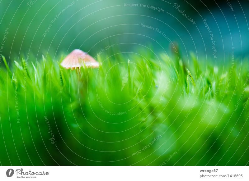 Versteckspiel Natur Pflanze Herbst Moos Wald klein blau braun grün Pilz Pilzhut winzig Moosteppich Waldboden Makroaufnahme Querformat Farbfoto mehrfarbig