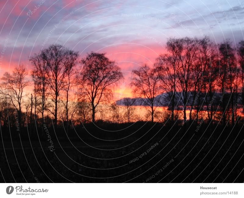 Sunrise Sonnenuntergang Niederlande rot Baum Wald Horizont Abenddämmerung