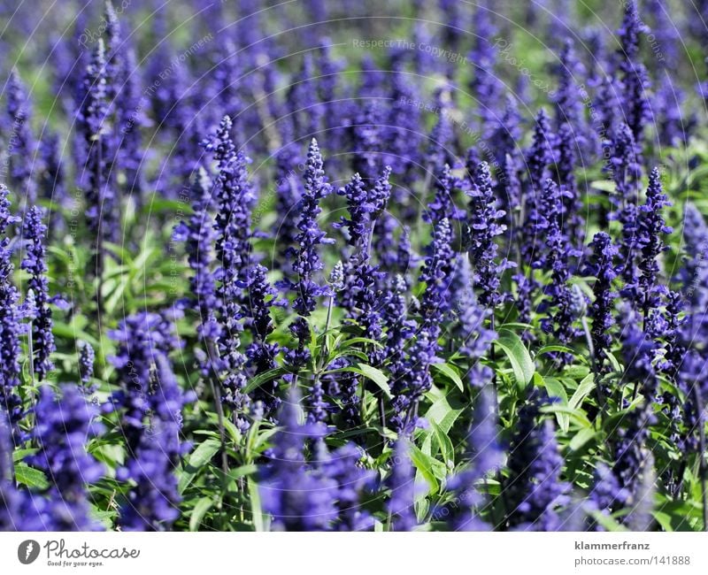 Dufte Blüte Blume Geruch Makroaufnahme violett Mitte Pflanze Wachstum Leben Nahaufnahme mitten drinn