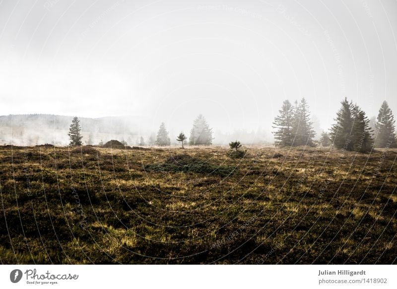 einsam im Wald Umwelt Natur Landschaft Pflanze Himmel Nebel Baum Gras außergewöhnlich bedrohlich gruselig Gefühle Kraft Abenteuer Zufriedenheit Desaster kalt