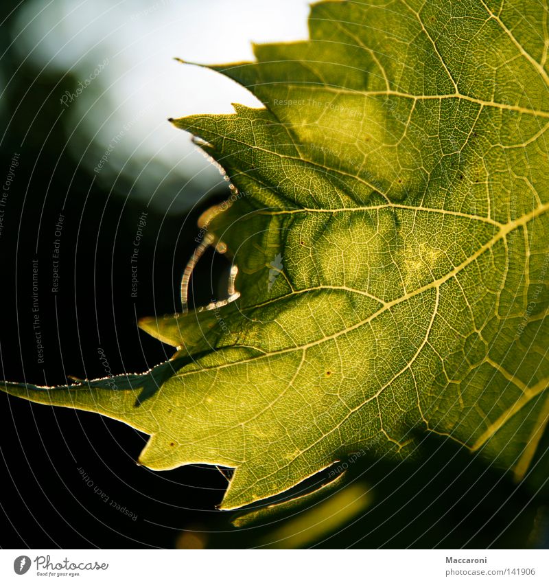 Jetzt ist Sommer Freude Leben Umwelt Natur Luft Wärme Baum Blatt Flüssigkeit Freundlichkeit heiß grün Schutz Umweltschutz Gefäße Sonnenuntergang Photosynthese