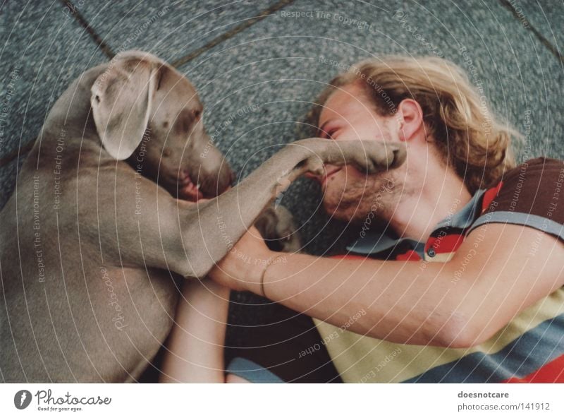 Friede, Freude, Hundekuchen. Spielen Mann Erwachsene Tier Haustier Pfote genießen niedlich Tierliebe Weimaraner Zuneigung Tierschutz analog Jagdhund Säugetier