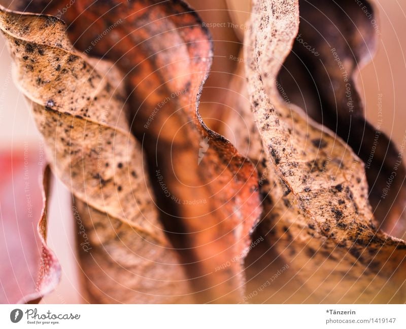 Blätter Natur Pflanze Herbst Blatt Garten Park Wald braun Vergänglichkeit Farbfoto Gedeckte Farben Außenaufnahme Makroaufnahme Menschenleer Tag