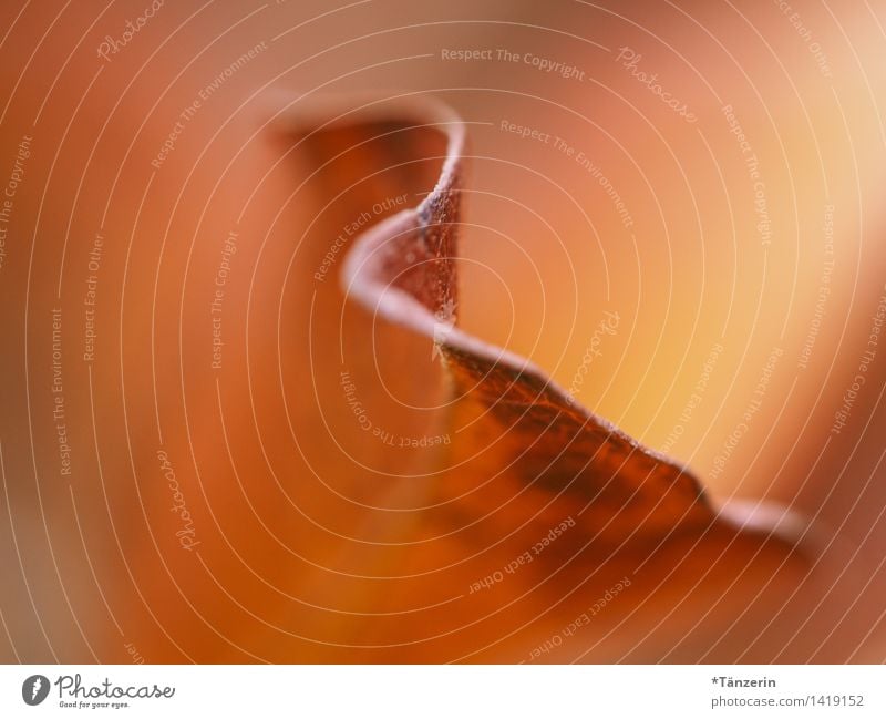 Blatt Umwelt Natur Pflanze Herbst Schönes Wetter Garten Park Wald ästhetisch natürlich schön orange Farbfoto mehrfarbig Außenaufnahme Makroaufnahme Menschenleer