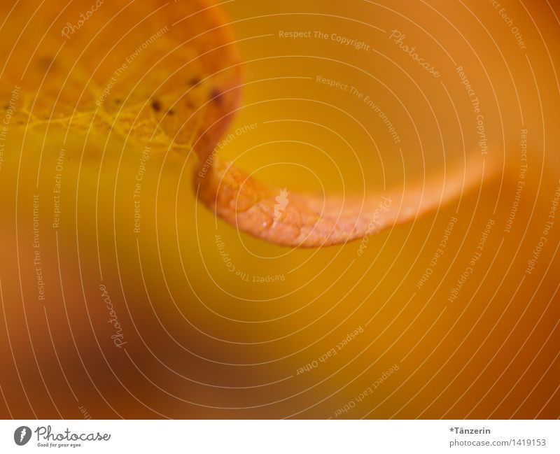 ein Hauch von Blatt Umwelt Natur Pflanze Herbst Schönes Wetter Garten Park Wald ästhetisch natürlich schön gelb orange Farbfoto Gedeckte Farben Außenaufnahme