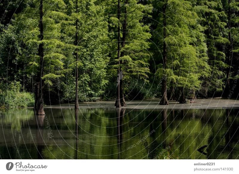 Idylle See Wald Teich Baum Reflexion & Spiegelung Dortmund Park Frühling Rombergpark Canon