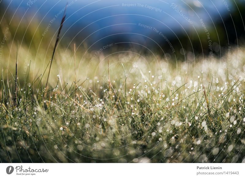 Morgentau Leben harmonisch Wohlgefühl Zufriedenheit Sinnesorgane Erholung ruhig Umwelt Natur Landschaft Pflanze Urelemente Erde Himmel Frühling Wetter