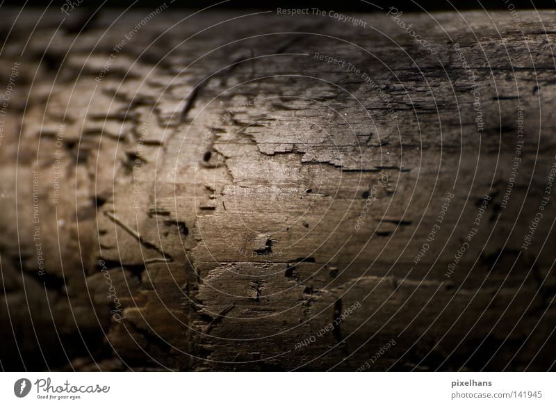 Gehölz Holz dreckig Schlamm Sand Sommer Ordnung Strukturen & Formen Blatt Moos feucht dunkel braun schwarz glänzend niedlich Riss nass Wasser grau