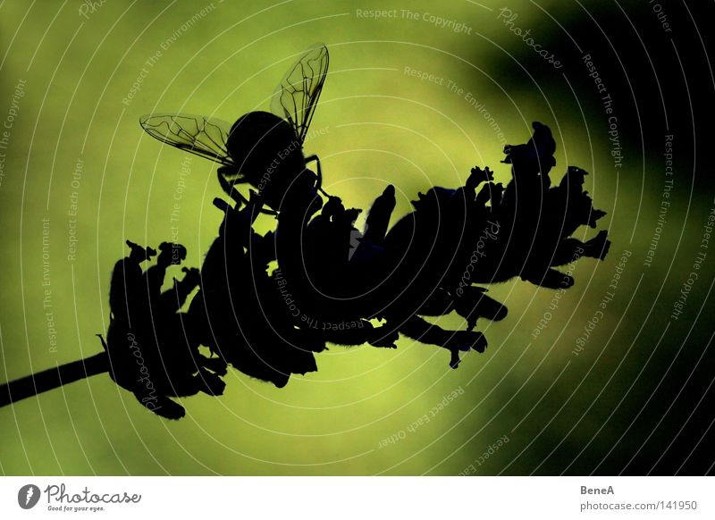 Von Bienen und Blümchen Schwebfliege Fliege Honigbiene Blüte Blume Lavendel Lavendelernte Staubfäden bestäuben Ernährung fliegen saugen Schatten Silhouette