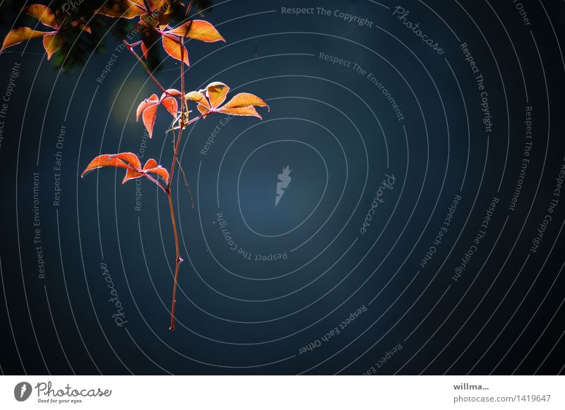 schweizer ranken | helgiland II Herbst Blatt Herbstfärbung Wilder Wein Ranke Kletterpflanzen hängen leuchten gelb rot blau Farbfoto Außenaufnahme