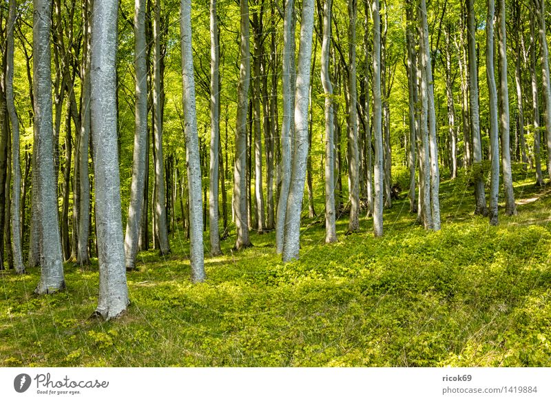 Küstenwald auf Rügen Erholung Ferien & Urlaub & Reisen Natur Landschaft Baum Wald Sehenswürdigkeit grün Romantik Idylle Tourismus Ostseeküste Klippe