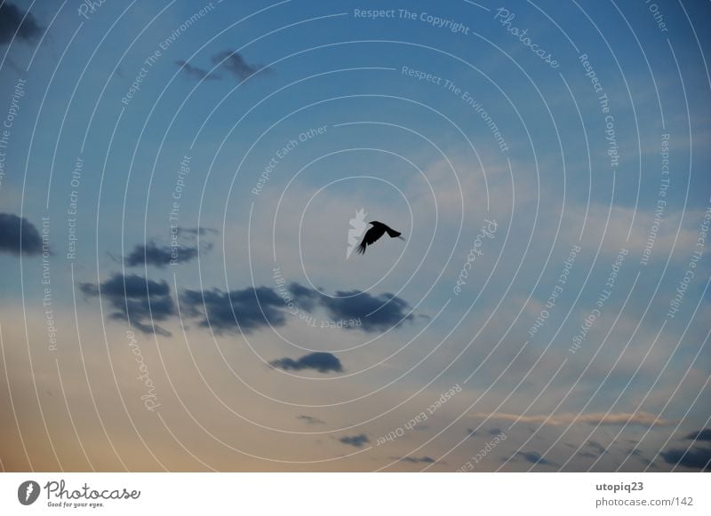 Raabe Wolken Vogel Dämmerung gleiten Krähe raabe Himmel Abend fliegen Flügel Luftverkehr