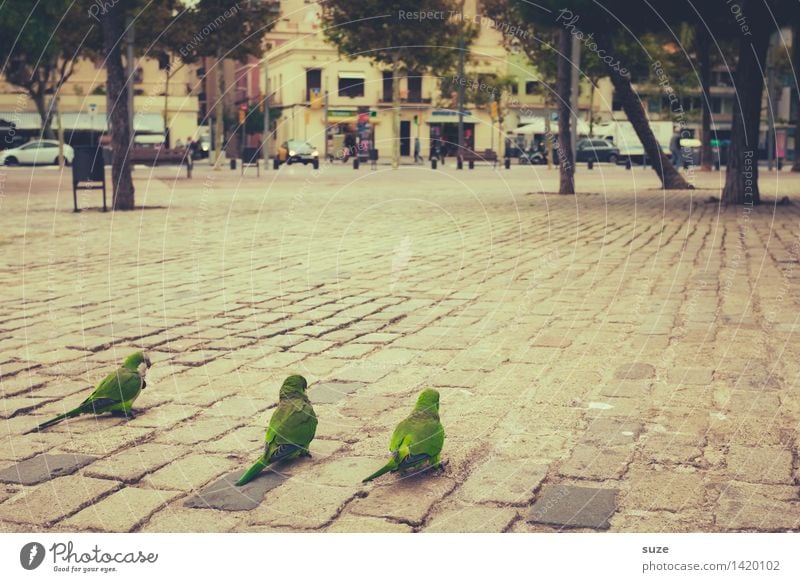 Die 3 sind sich grün Umwelt Tier Baum Park Stadt Hauptstadt Platz Wildtier Vogel Tiergruppe außergewöhnlich exotisch klein lustig Freundschaft Zusammensein