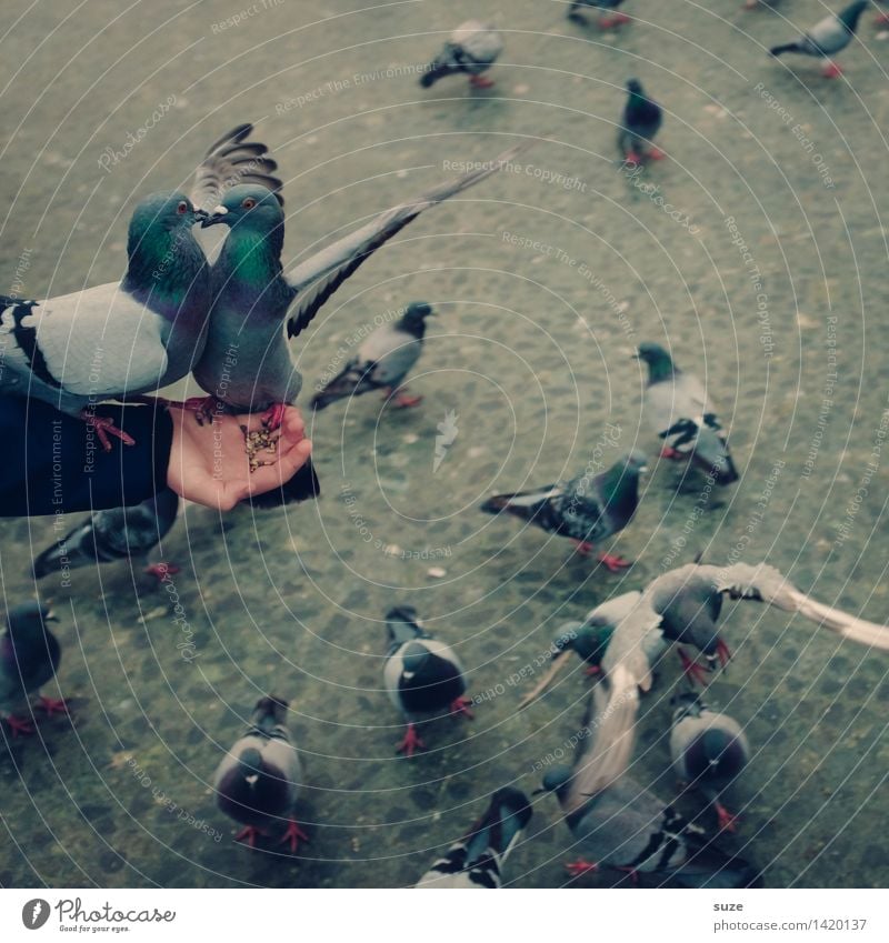 Turtelinis Freude Freizeit & Hobby Flirten Arme Hand Tier Platz Marktplatz Straße Wildtier Vogel Taube Flügel Tiergruppe Tierpaar Bewegung fliegen füttern Liebe