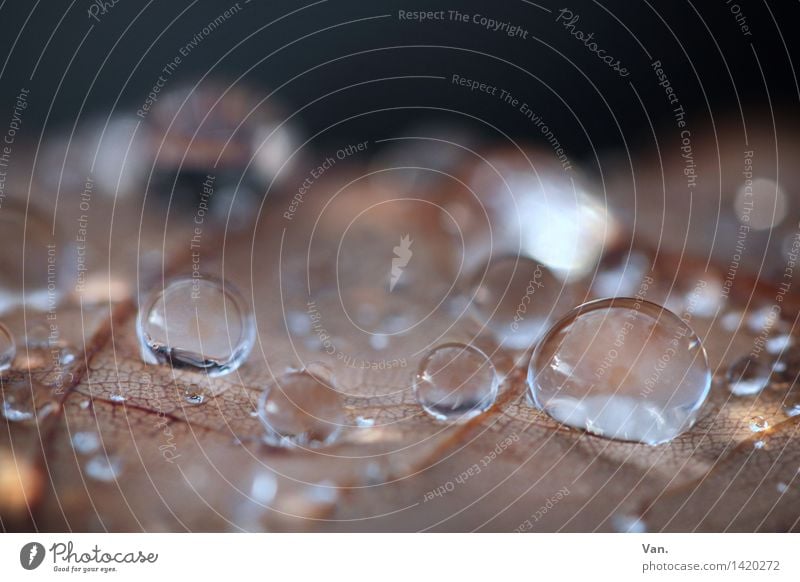 Familie Tropf Natur Wasser Wassertropfen Herbst Regen Blatt welk frisch nass braun rund Farbfoto Außenaufnahme Nahaufnahme Detailaufnahme Makroaufnahme