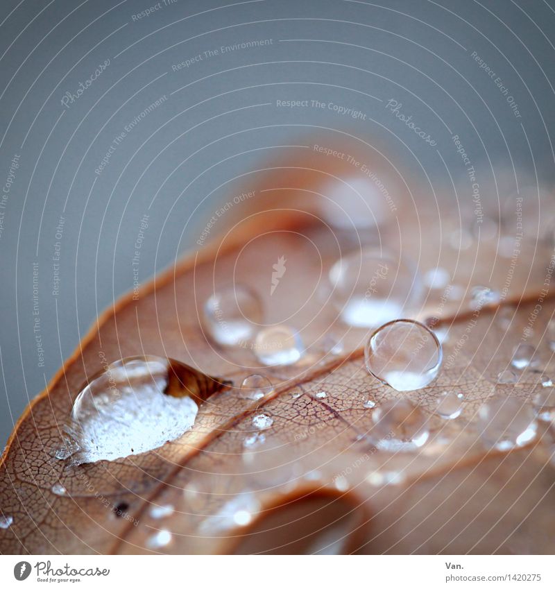 noch ein Tropf Natur Pflanze Wasser Wassertropfen Herbst Blatt Blattadern frisch nass braun grau welk Farbfoto Gedeckte Farben Außenaufnahme Nahaufnahme