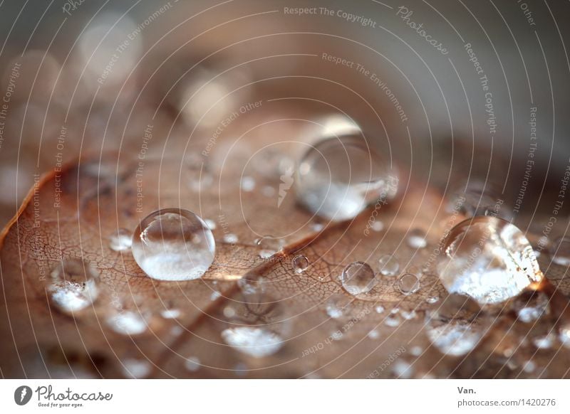 runde Sache Natur Wasser Wassertropfen Herbst Regen Blatt Tau frisch nass braun glänzend leuchten Farbfoto Gedeckte Farben Außenaufnahme Nahaufnahme