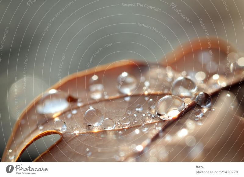 das perlt Natur Wasser Wassertropfen Herbst Blatt Garten frisch nass braun Blattadern Farbfoto mehrfarbig Außenaufnahme Nahaufnahme Detailaufnahme Makroaufnahme