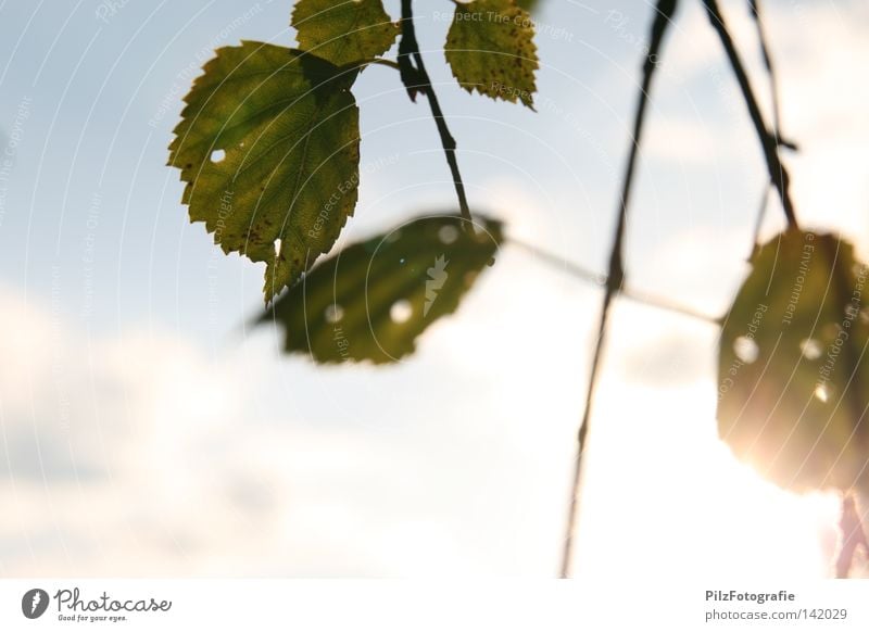 Sommer Sonne Blatt Zweige u. Äste Loch Baum grün Wachstum Wolken Himmel blau weiß Sonnenuntergang schwarz Herbst schön Wiese Ast