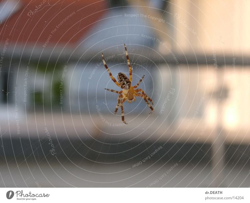 Spinne Unschärfe Balkon Dach Haus Netz