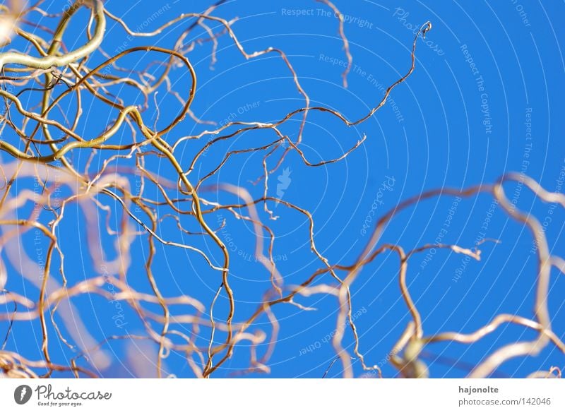 Wuchsmittel Himmel blau Baum Pflanze Natur Unschärfe Geäst Zweige u. Äste kalt Ast
