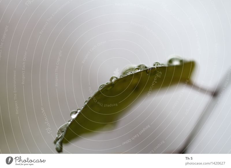 Regen Natur Pflanze Herbst Winter Blatt ästhetisch authentisch einfach elegant frisch nass natürlich grau grün Gelassenheit geduldig ruhig Tropfen schön