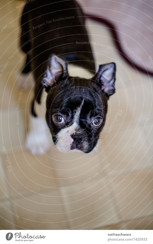 Boston Terrier Welpe Erholung Tier Haustier Hund 1 Tierjunges entdecken Blick Freundlichkeit natürlich Neugier niedlich schön schwarz weiß Sympathie Tierliebe